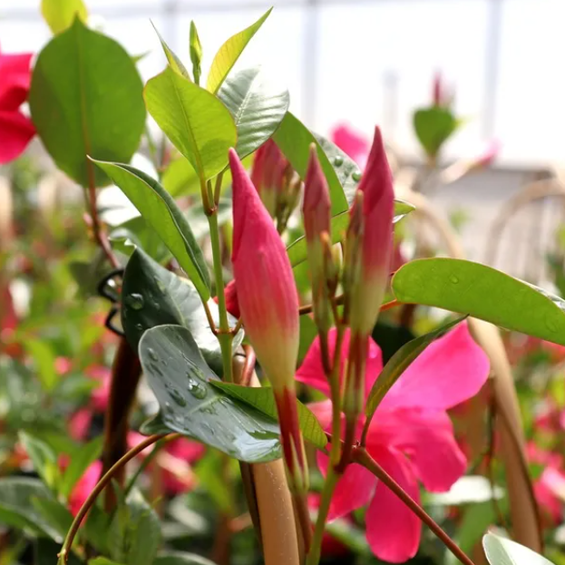 Mandevilla Aloha Pink Perfection