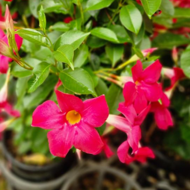 Mandevilla Aloha Pink Perfection