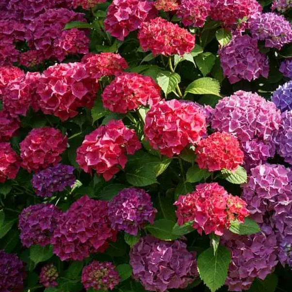 Hydrangea macrophylla Alpenglühen