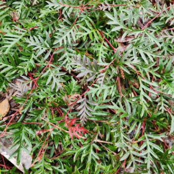 Grevillea laurifolia Amazing Grace