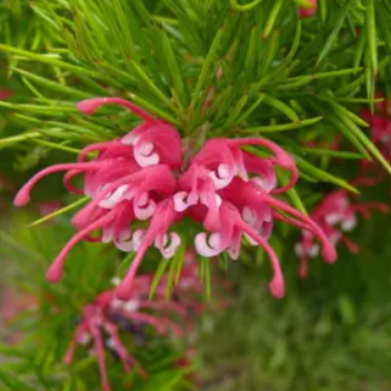 Grevillea laurifolia Amazing Grace