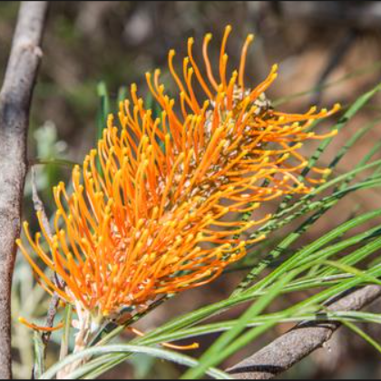 Grevillea banksii formosa Amber Blaze