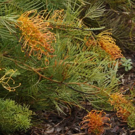 Grevillea banksii formosa Amber Blaze Grafted