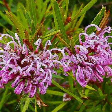 Grevillea sericea x confertifolia Amethyst