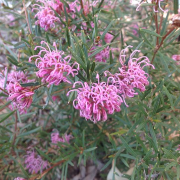 Grevillea sericea x confertifolia Amethyst