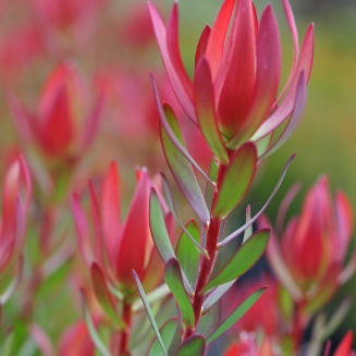 Leucadendron salignum Amy