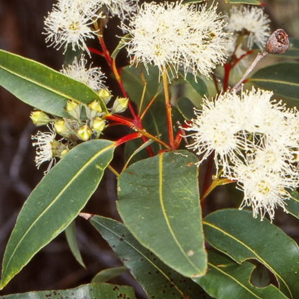 Angophora floribunda