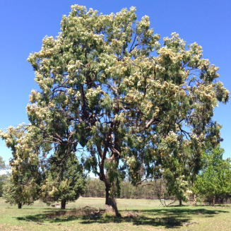 Angophora floribunda