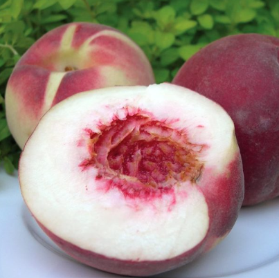 Prunus persica Anzac Dwarf Peach