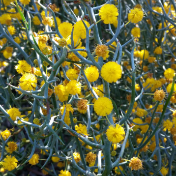 Acacia aphylla