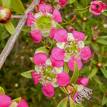 Leptospermum scoparium Aphrodite
