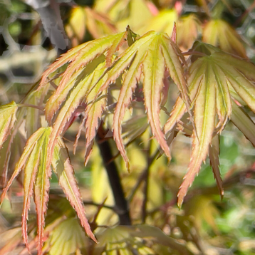 Acer palmatum Arakawa