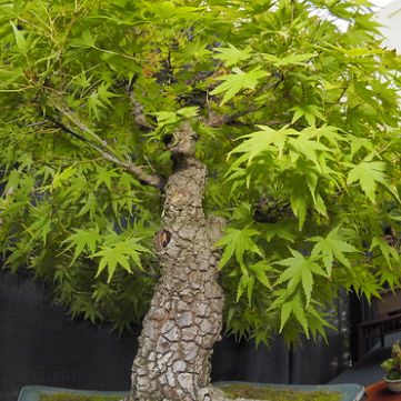 Acer palmatum Arakawa