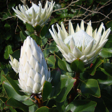 Protea cynaroides Arctic Ice