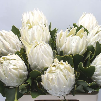 Protea cynaroides Arctic Ice