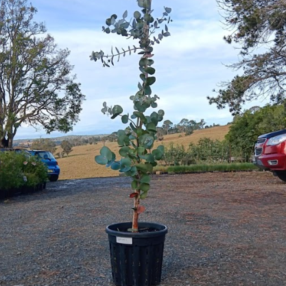 Eucalyptus cinerea Silver Dollar or Argyle Apple Eucalyptus