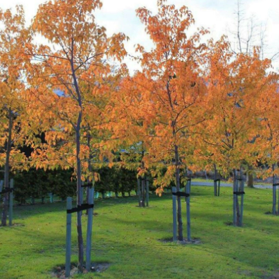 Pyrus calleryana Aristocrat