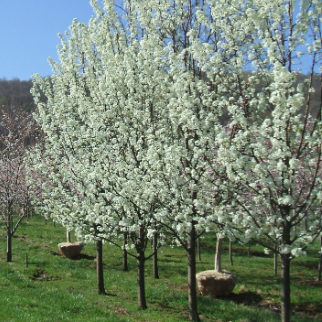 Pyrus calleryana Aristocrat