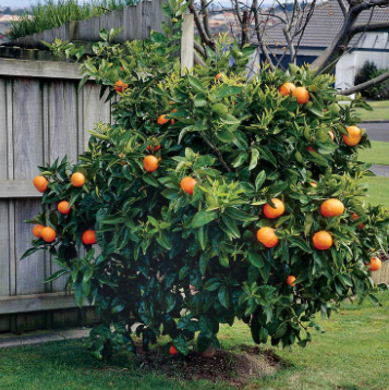 Citrus sinensis Arnolds Blood Orange Dwarf