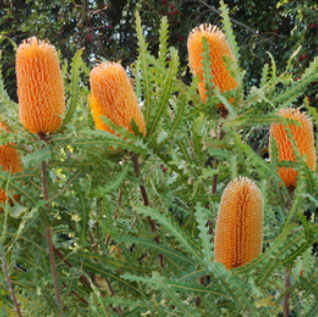 Banksia ashbyi Dwarf