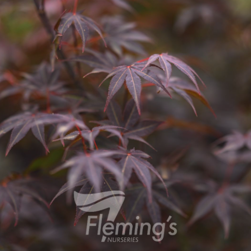 Acer palmatum Atropupreum