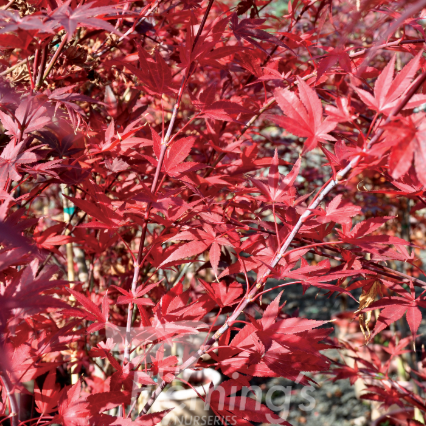 Acer palmatum dissectum Atropurpureum