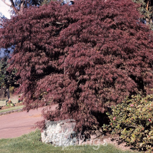Acer palmatum dissectum Atropurpureum