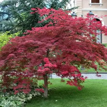 Acer palmatum Atropupreum