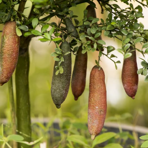 Citrus australasica Australian Outback PBR Finger Lime