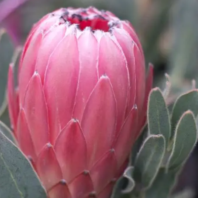 Protea obtusifolia Australis Pink