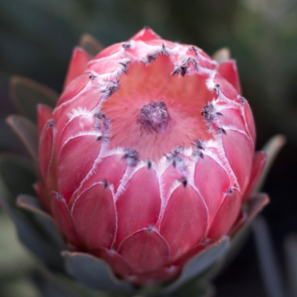 Protea obtusifolia Australis Pink