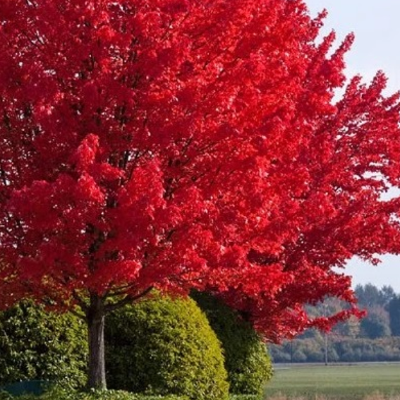 Acer palmatum dissectum Autumn Fire