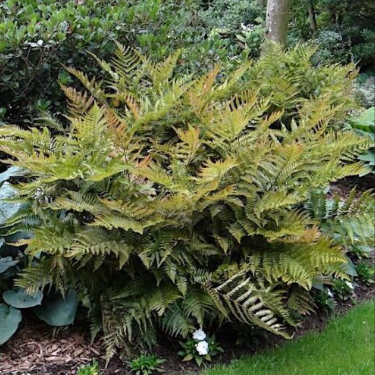 Dryopteris erythrosora  Autumn Fern