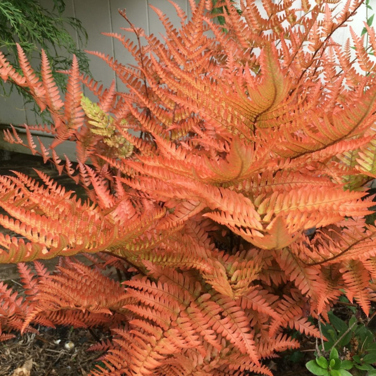 Dryopteris erythrosora  Autumn Fern