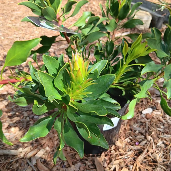 Protea Autumn Prince