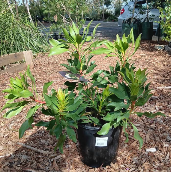 Protea Autumn Prince