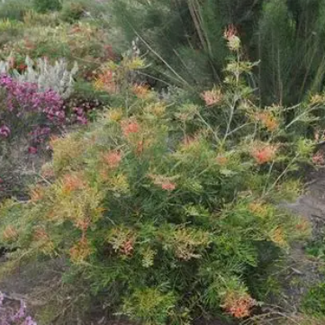 Grevillea hybrida Autumn Waterfall