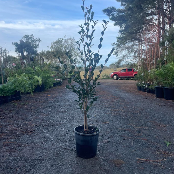 Camellia sasanqua Slimline Avalanche