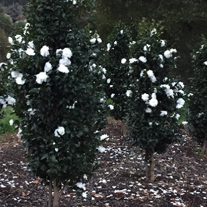 Camellia sasanqua Slimline Avalanche