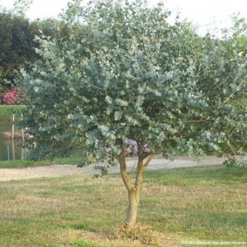 Eucalyptus pulverulenta Baby Blue