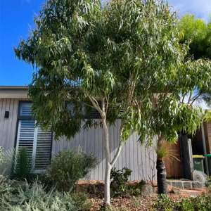 Corymbia citriodora Baby Citro