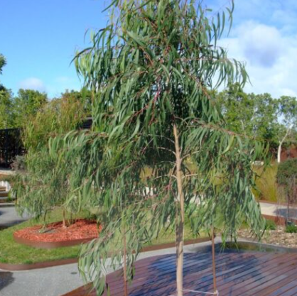 Corymbia citriodora Baby Citro