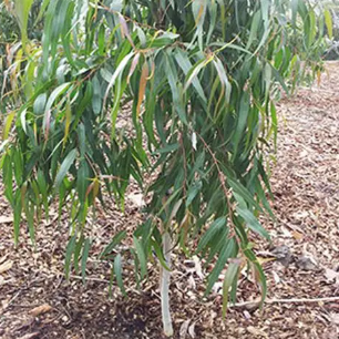Corymbia citriodora Baby Citro