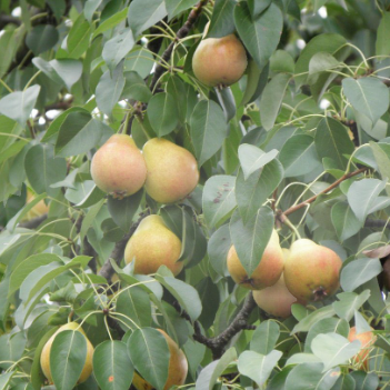 Pyrus Communis Baby Face Pear