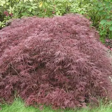 Acer palmatum Baby Lace - Standard