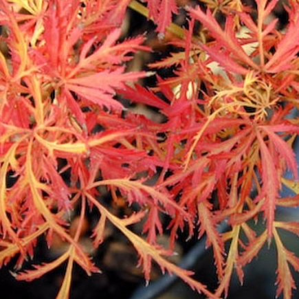 Acer palmatum Baby Lace - Standard