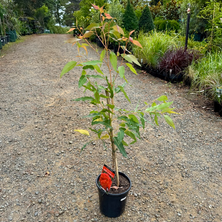 Corymbia ficifolia Baby Scarlet Grafted