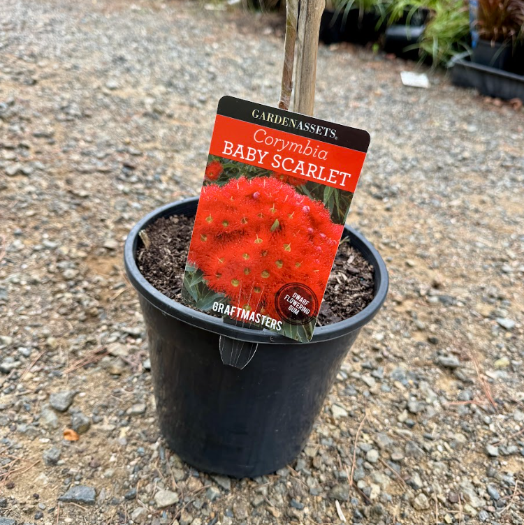 Corymbia ficifolia Baby Scarlet Grafted