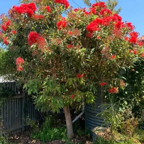 Corymbia ficifolia Baby Scarlet Grafted