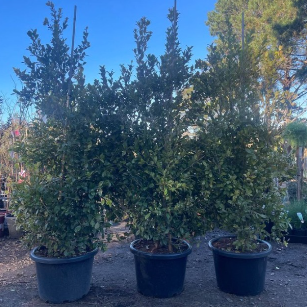 Syzygium australe PBR Backyard Bliss